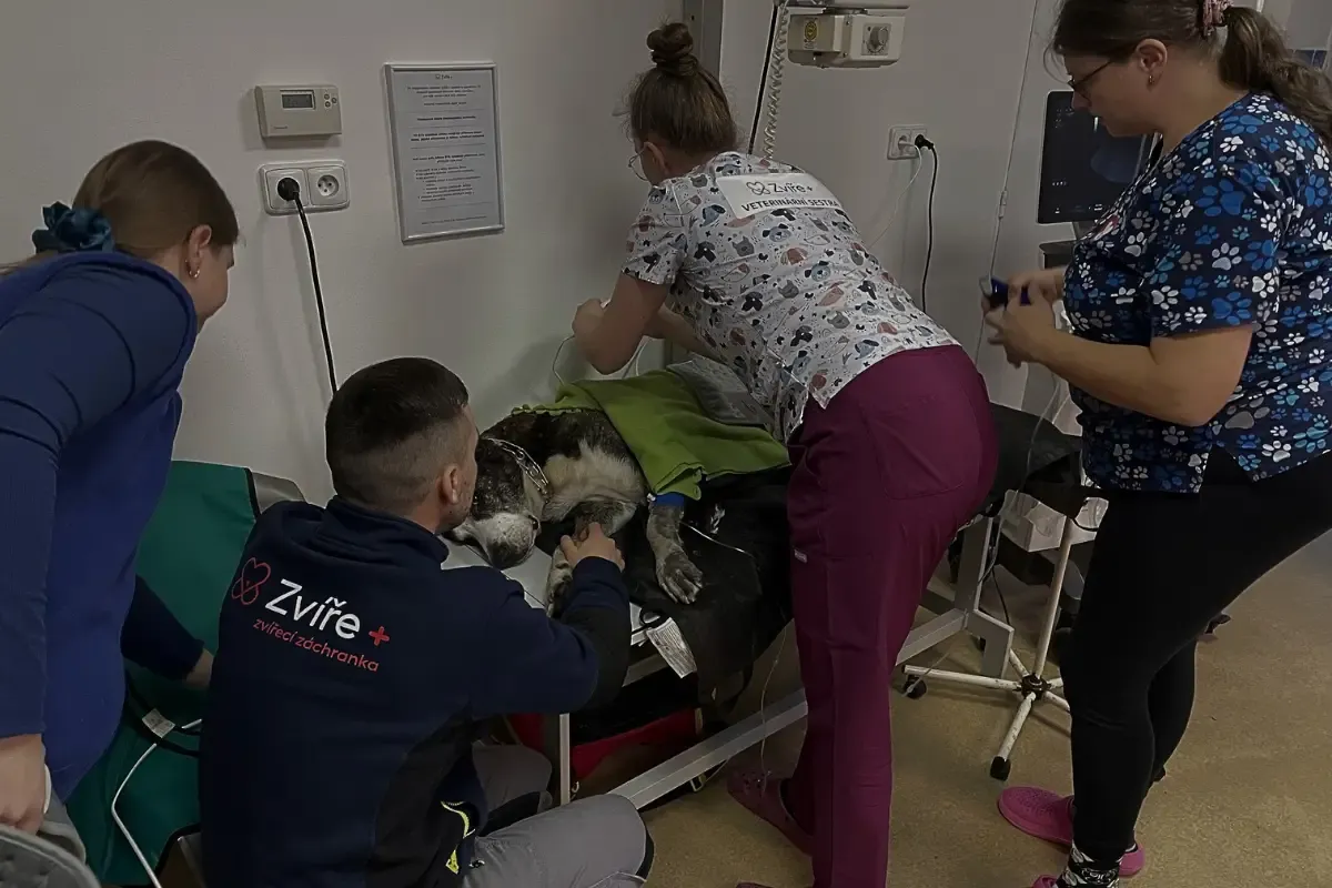 Klinika Zvíře+